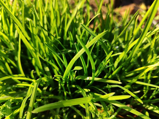 tips for growing grass