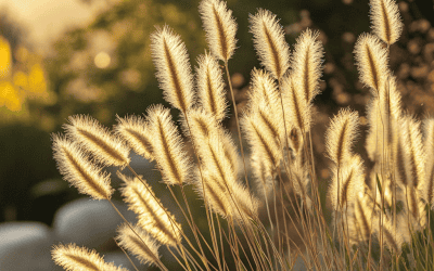 Foxtail Grass: A Hidden Danger To Dogs and Lawns