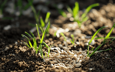 Will Fertilizer Negatively Affect New Grass Seed?