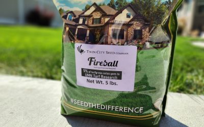 Fireball Grass Seed: The Darkest Rye Grass On Earth