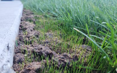 How Long Does It Take For Grass Seed To Germinate?