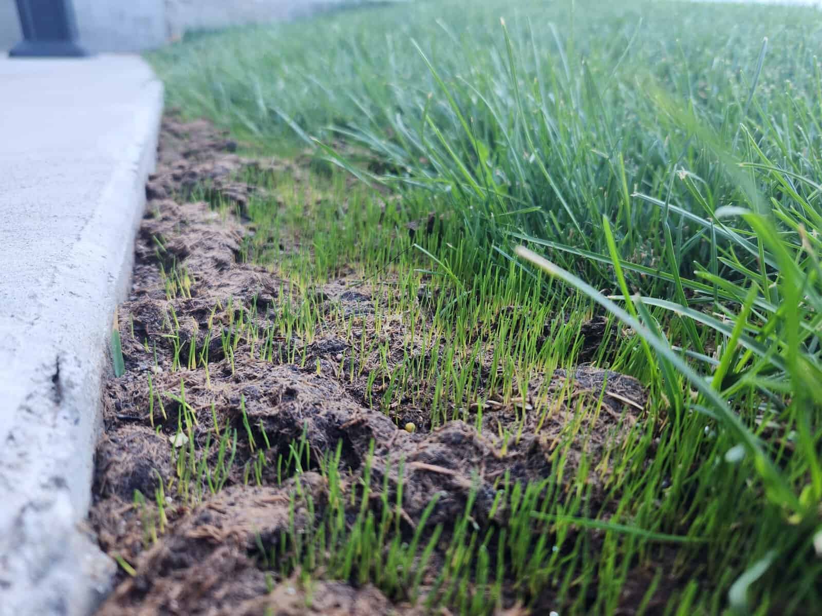 how long does it take for grass seed to germinate