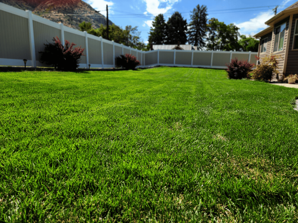 overseeding a lawn with fireball rye grass seed