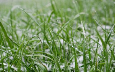 What Temperature Is Too Cold To Mow Grass?