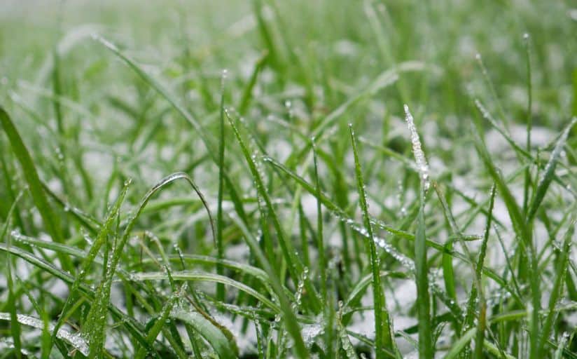 What Temperature Is Too Cold To Mow Grass?