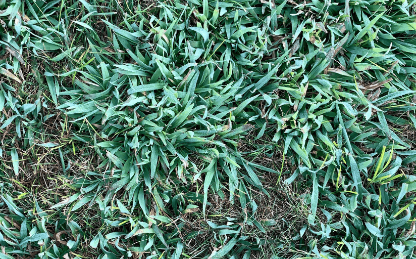 a lawn full of crabgrass