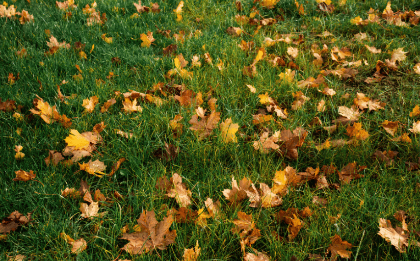 Winterizing your lawn by removing leaves.