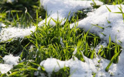 How Do You Winterize a Lawn?
