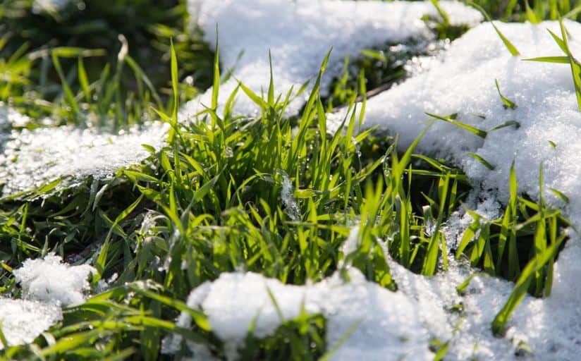 How Do You Winterize a Lawn?