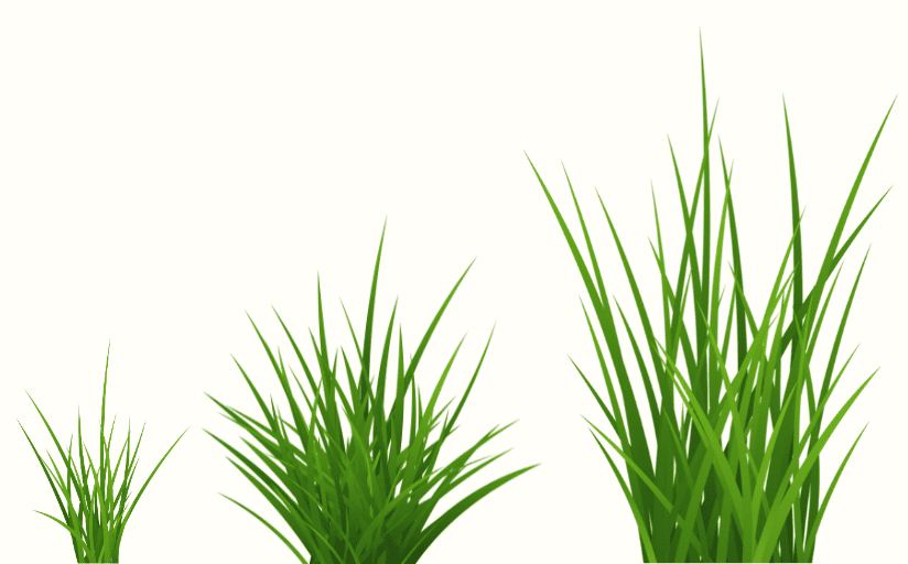 When Does Grass Stop Growing?