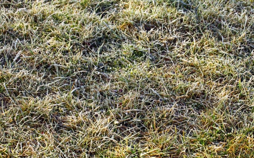 grass not growing in the frosty conditions