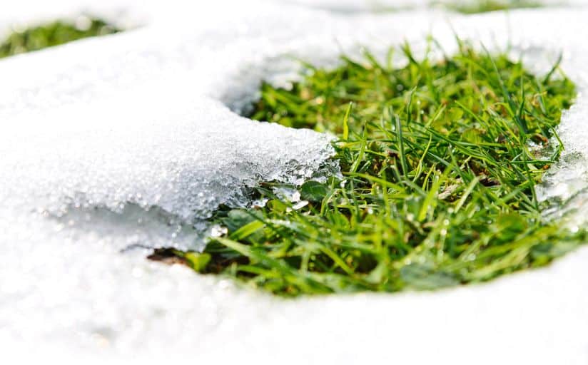 snow melting on lawn