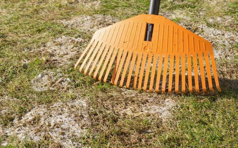 raking snow mold on grass