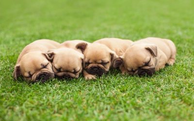 When Does Grass Go Dormant
