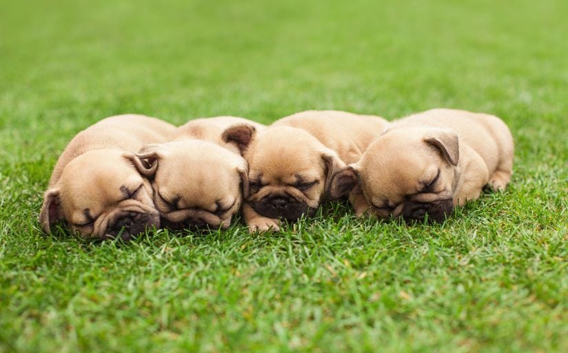 When Does Grass Go Dormant
