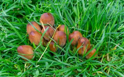 Why Do I have Mushrooms Growing in My Lawn?