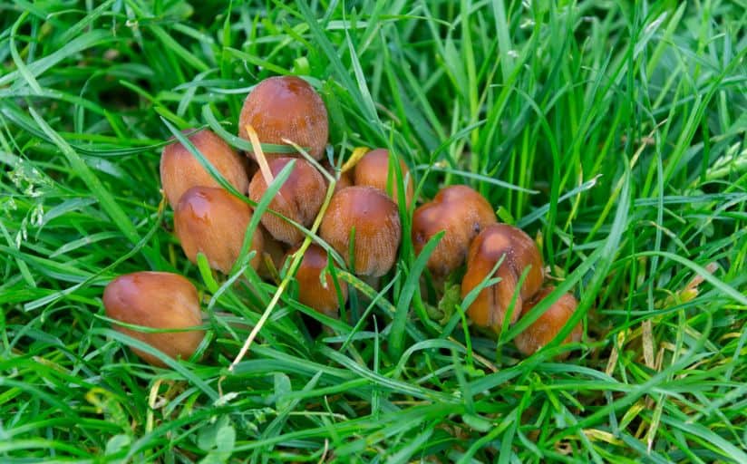 Why Do I have Mushrooms Growing in My Lawn?