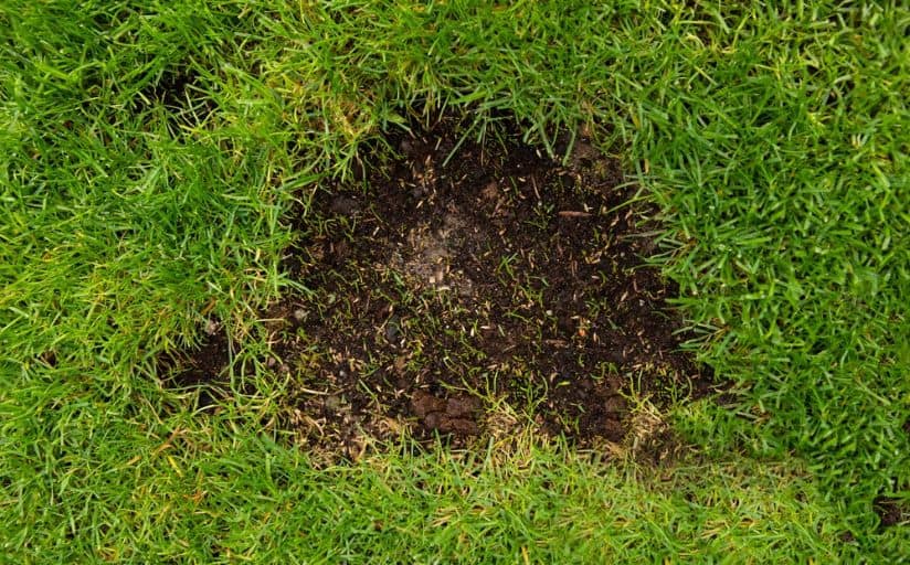 dormant seeding a bare patch on the lawn