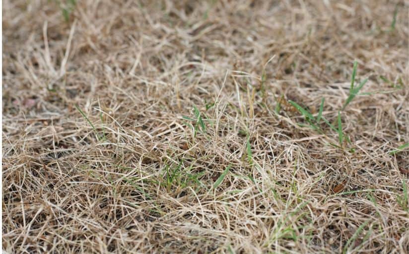 An up close look of dormant grass with brown and green blades.