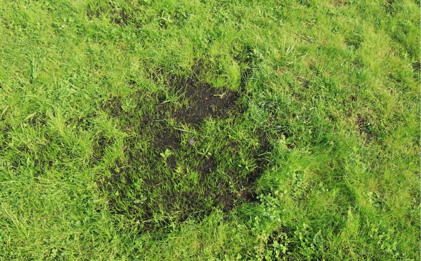 dormant grass that was seeded in the fall is germinating in the spring