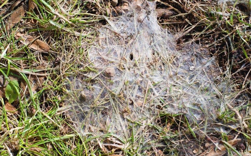 gray snow mold on grass