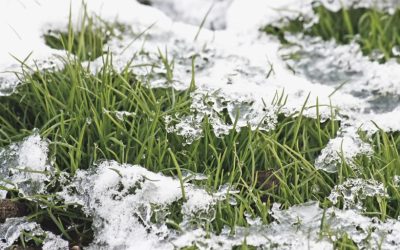 Is Calcium Chloride a Safe Ice Melt for Your Lawn?