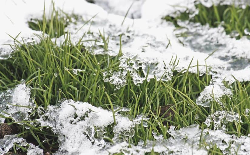 ice melt lawn