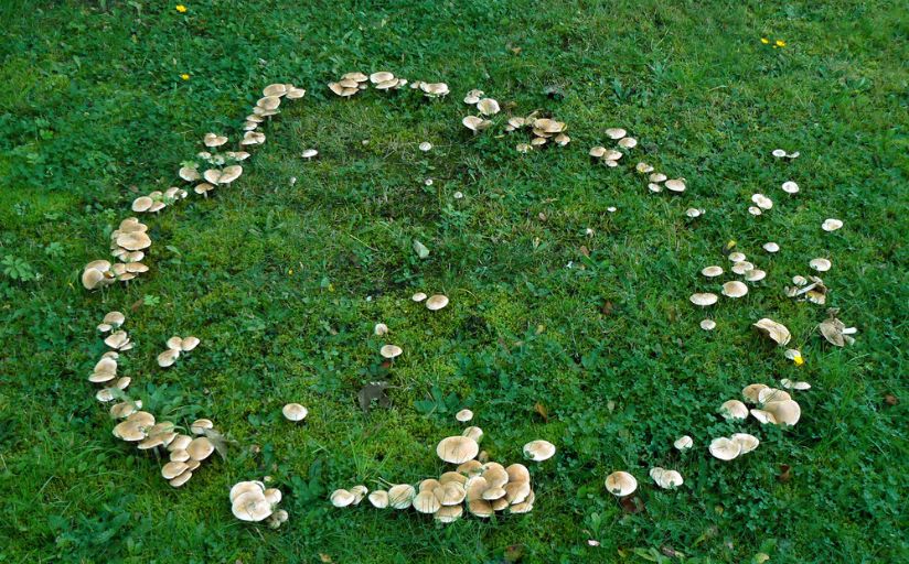 A ring of brown mushrooms in a lawn.