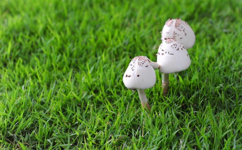 Three white mushrooms growing in grass.