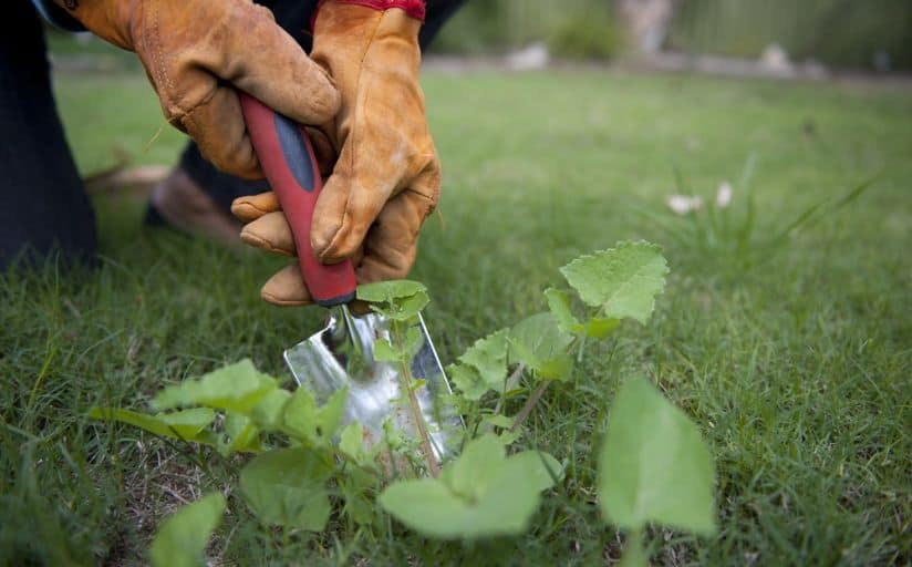 weeding the lawn as part of winterizing