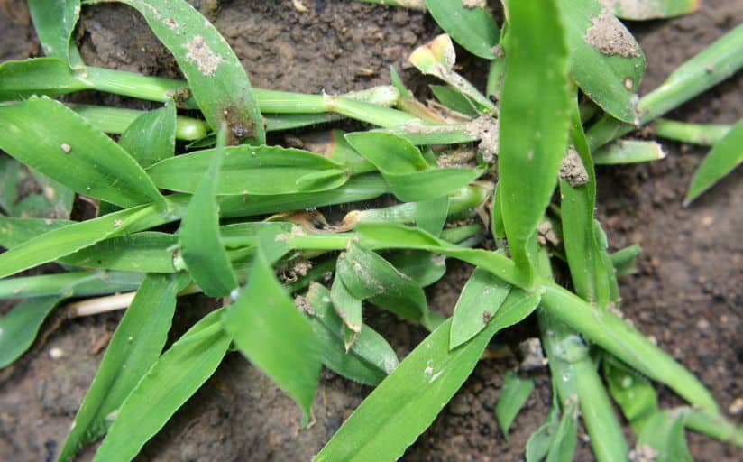 An up close view of what crabgrass looks like before killing it. 