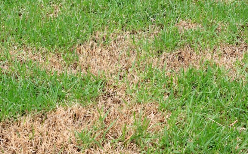 Burned grass due to over fertilizing the lawn in winter