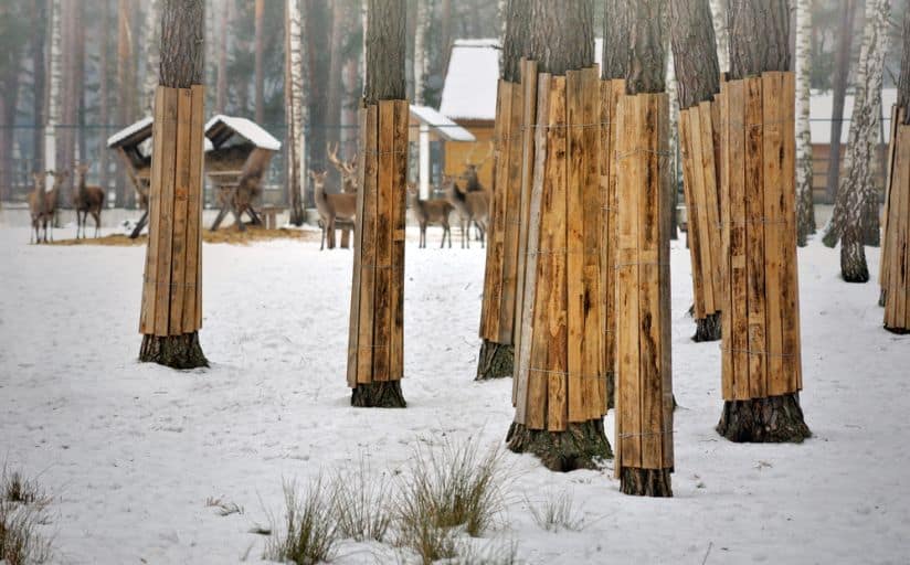 Wrapping the trunks of trees with wood in the winter to as part of winter lawn care.