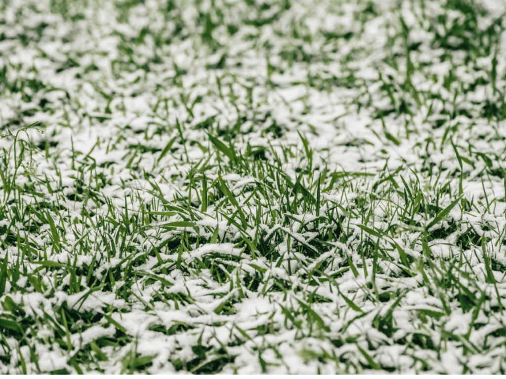 Grass that has stopped growing in the cold snow.