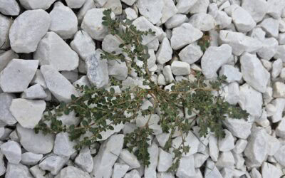 How To Get Rid Of Spurge