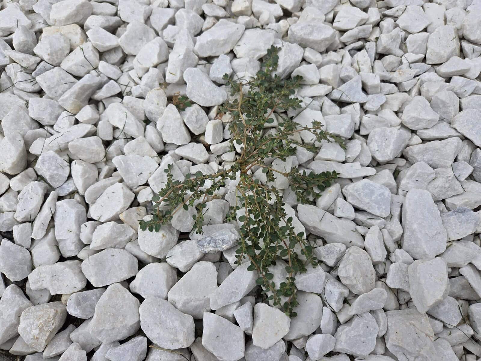 How To Get Rid Of Spurge