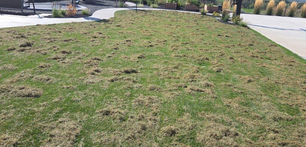 dethatch and scarify your lawn before overseeding