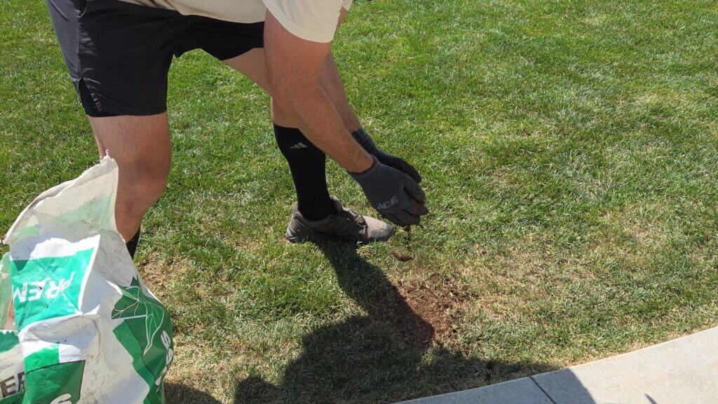 cover new seed with peat moss during overseeed process