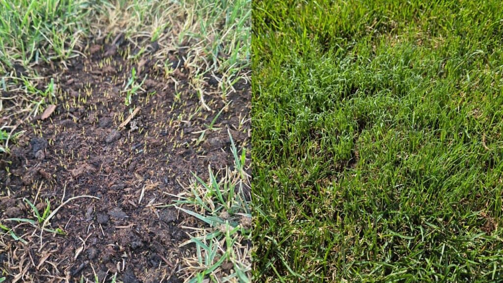 results 10 days after a fall overseeding