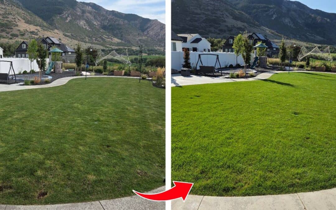 How to Do a Fall Overseeding On Your Lawn