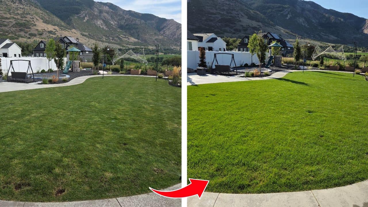a complete guide to overseeding your lawn in the fall