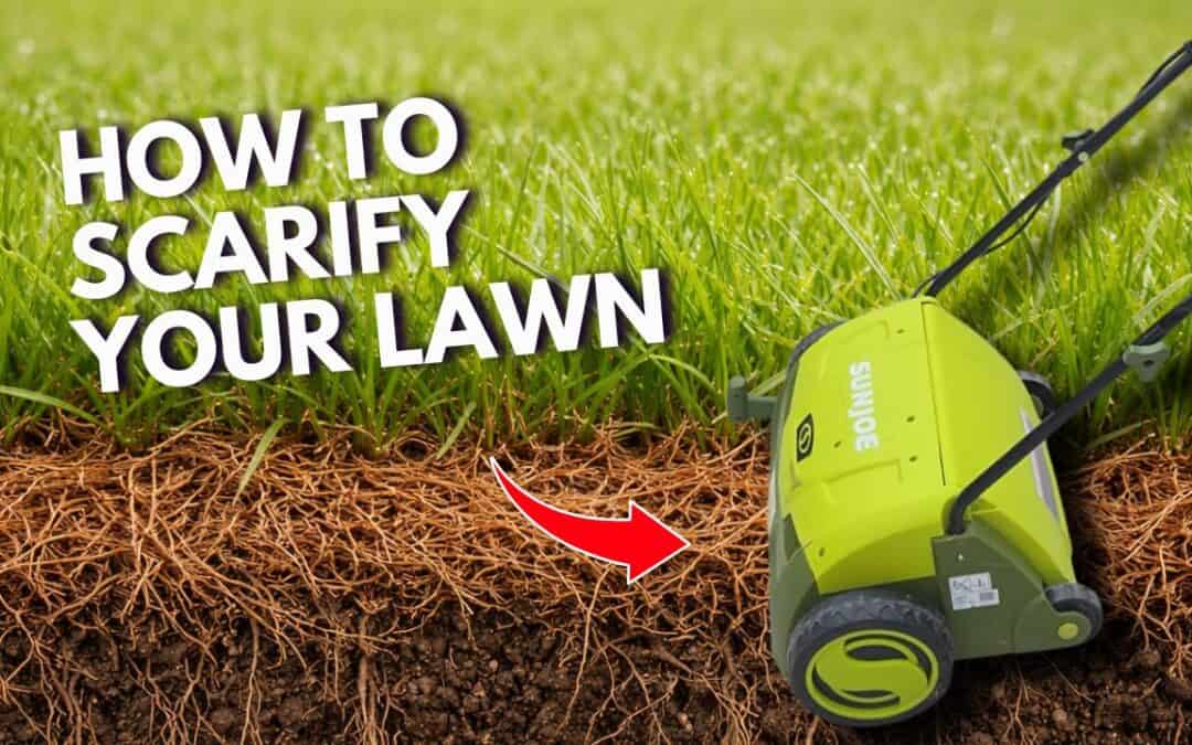 how to scarify your lawn the right way