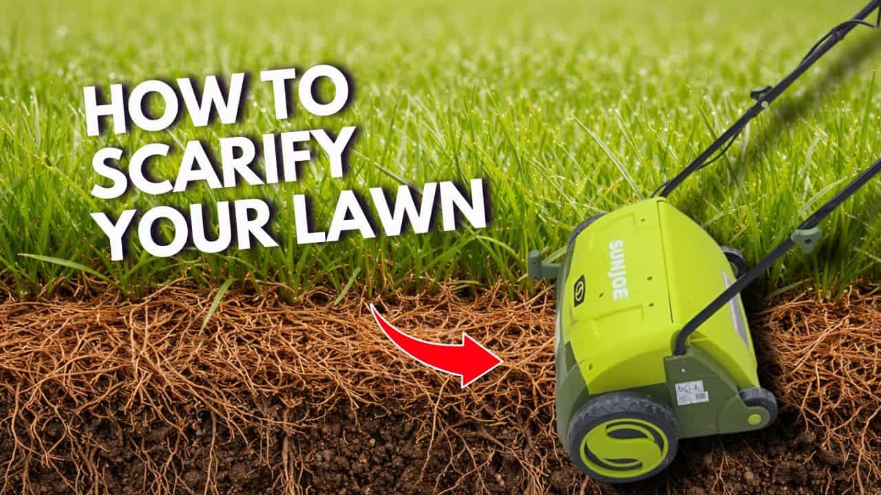how to scarify your lawn the right way