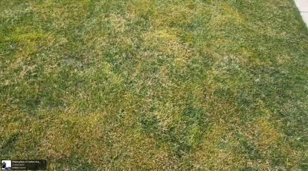 scalping the lawn before dethatching using the Sun Joe