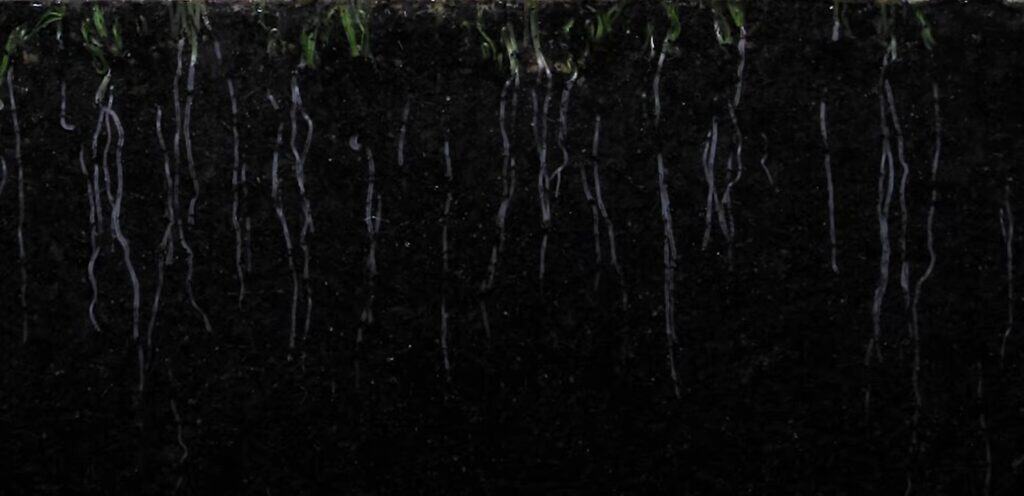 spring nitrogen blitz promotes grass root growth