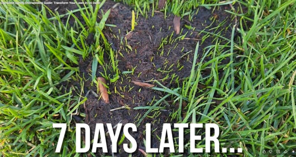 spring overseed results after 7 days