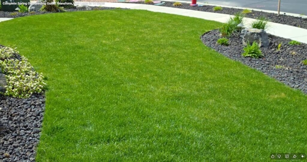 lawn transformation with a spring overseed