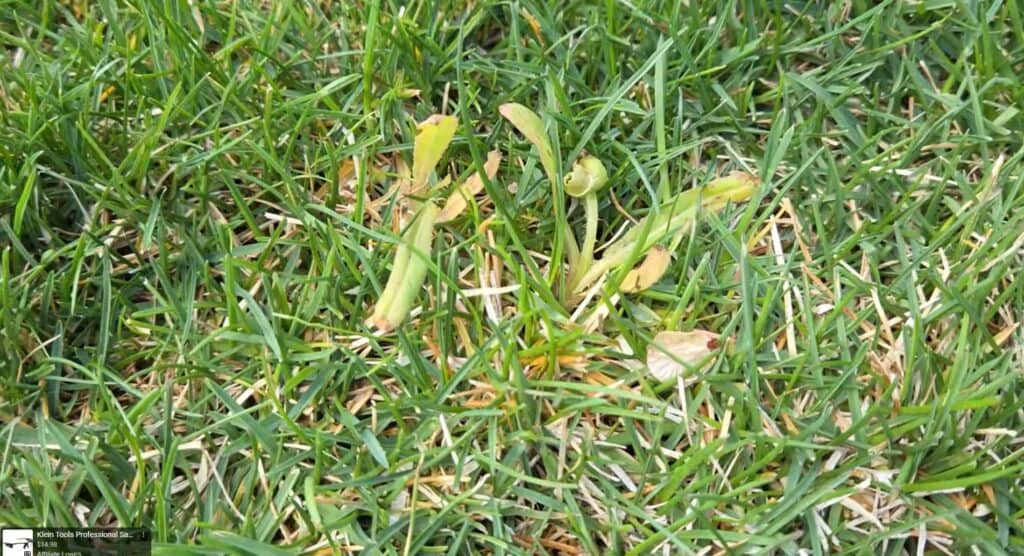 results of using ortho weedclear when fixing lawn in spring