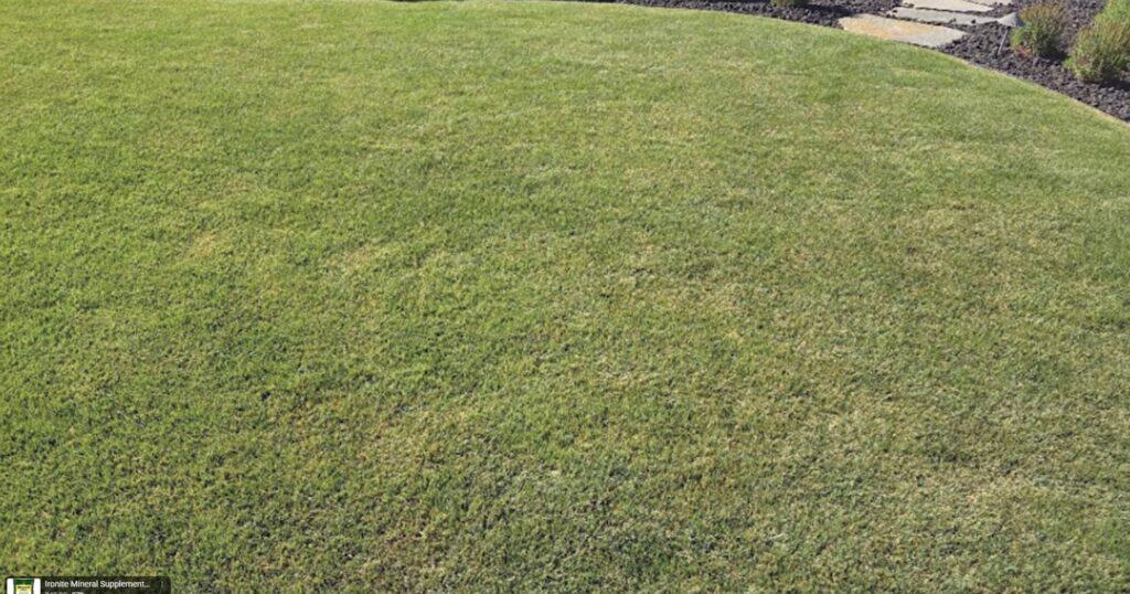 when to apply ironite to your lawn