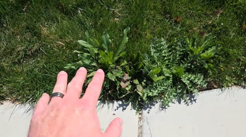 how to kill weeds in lawn quickly